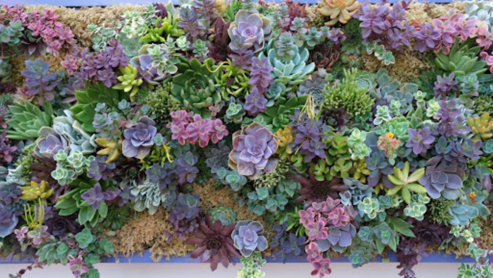 wall of colorful succulents