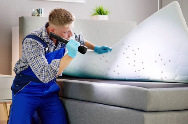 effective solutions that work for stubborn bed bugs